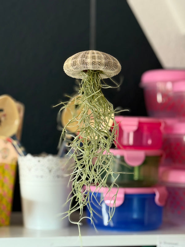 Airplant Tieger
