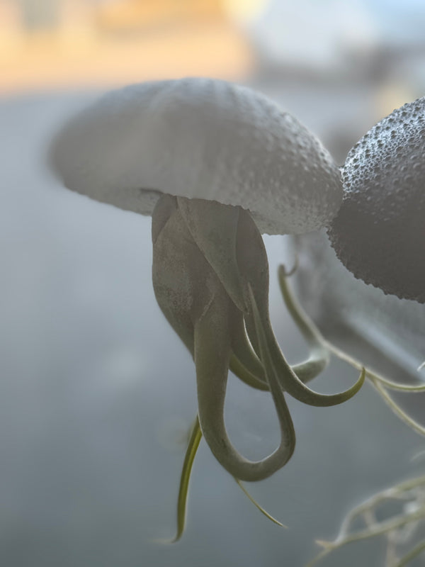 Airplant Stockmann Qualli