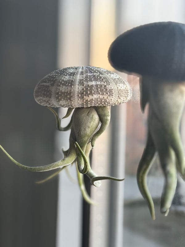 Airplant Stockmann Tieger